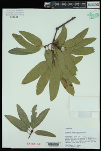 Quercus imbricaria image