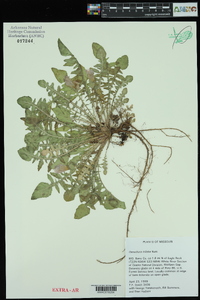 Oenothera triloba image