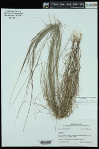 Aristida longespica var. geniculata image