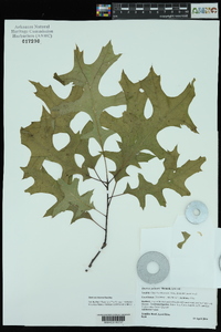 Quercus texana image