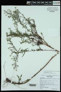 Symphyotrichum pilosum var. pilosum image