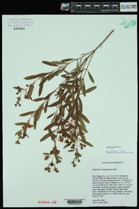 Hypericum prolificum image