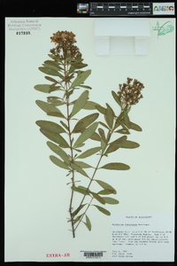 Hypericum prolificum image