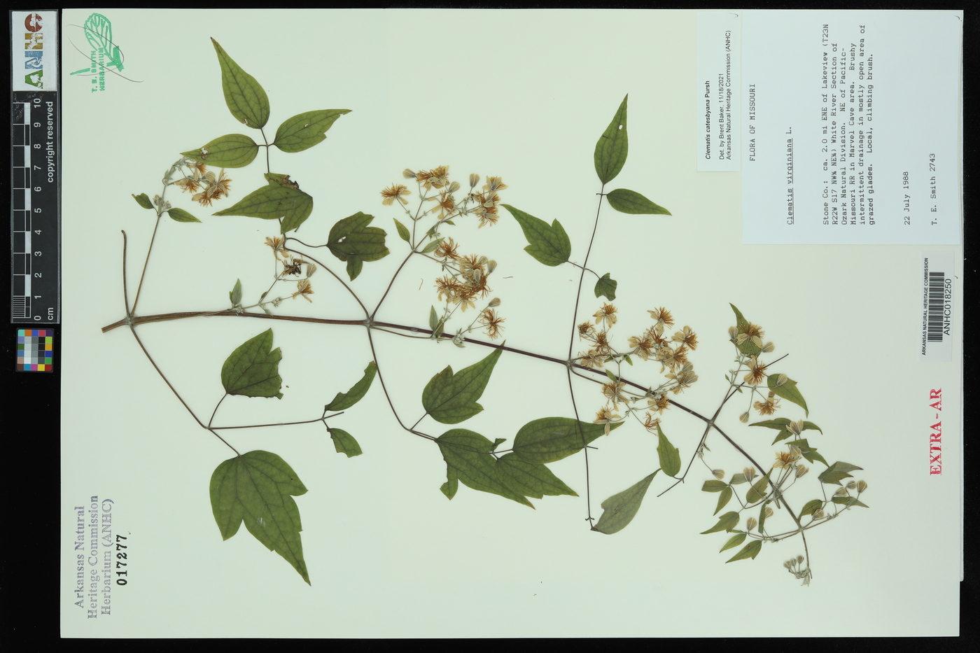 Clematis catesbyana image