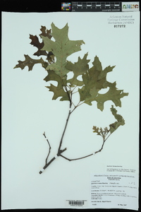 Quercus texana image