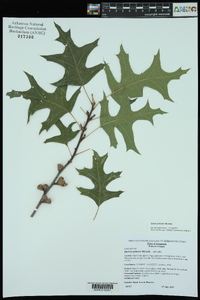 Quercus texana image