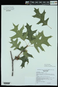 Quercus texana image