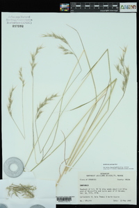 Danthonia sericea image