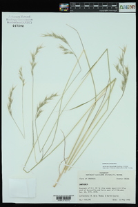 Danthonia sericea image