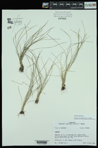 Isoëtes butleri image