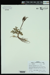 Botrychium lunarioides image