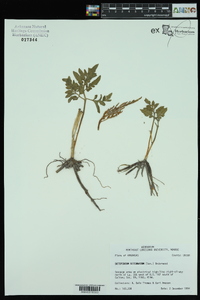 Sceptridium biternatum image