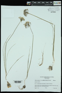 Allium canadense var. mobilense image