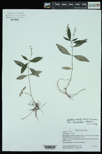 Justicia ovata var. lanceolata image