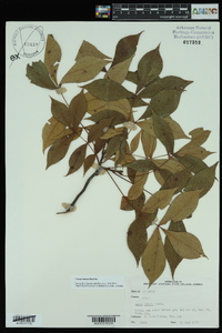 Carya texana image