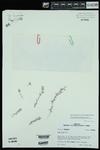 Diaperia candida image