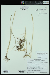 Lycopodiella appressa image