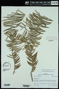 Cephalotaxus harringtonia image