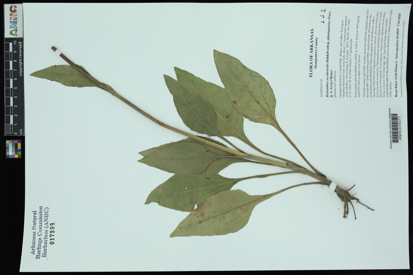 Helianthus occidentalis subsp. plantagineus image