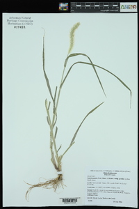 Setaria pumila image