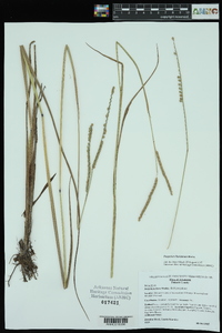 Paspalum floridanum image