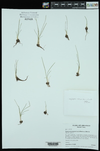 Isoëtes melanopoda image