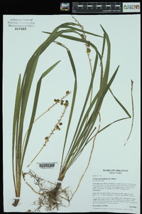 Liriope graminifolia image