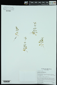 Cerastium semidecandrum image