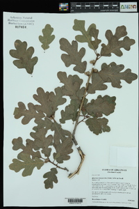 Quercus margaretta image