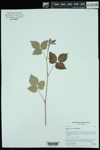 Rubus meracus image