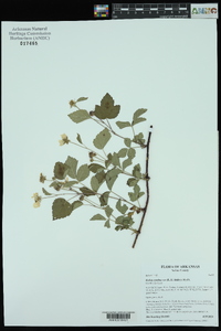 Rubus roribaccus image