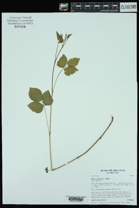 Rubus steelei image