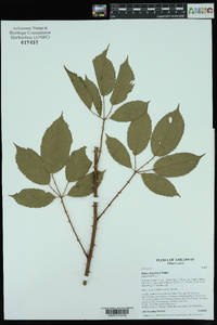 Rubus flagellaris image