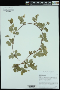 Rubus enslenii image