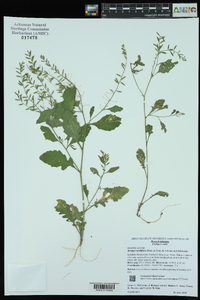 Rorippa sessiliflora image