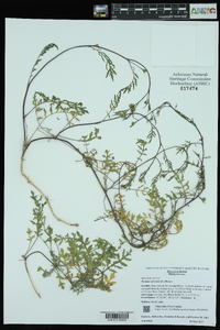 Rorippa sylvestris image