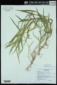 Digitaria ciliaris image