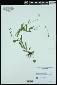 Myosotis macrosperma image