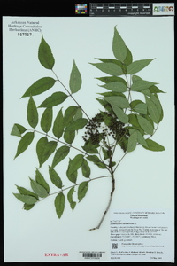 Zanthoxylum clava-herculis image