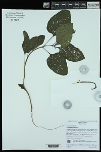 Heliotropium indicum image