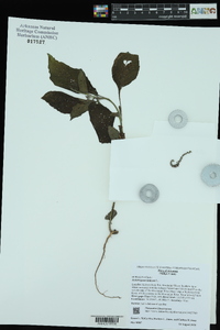 Heliotropium indicum image