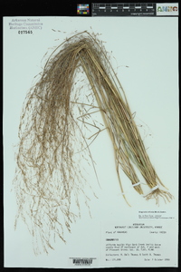 Eragrostis refracta image