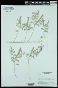 Dalea lanata image