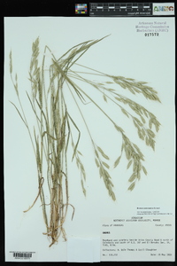 Bromus commutatus image