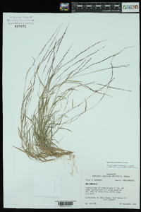 Muhlenbergia schreberi image