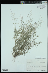 Eragrostis minor image