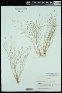 Eragrostis pectinacea var. pectinacea image