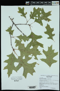 Quercus texana image