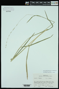 Glyceria septentrionalis image