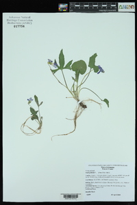 Viola palmata image